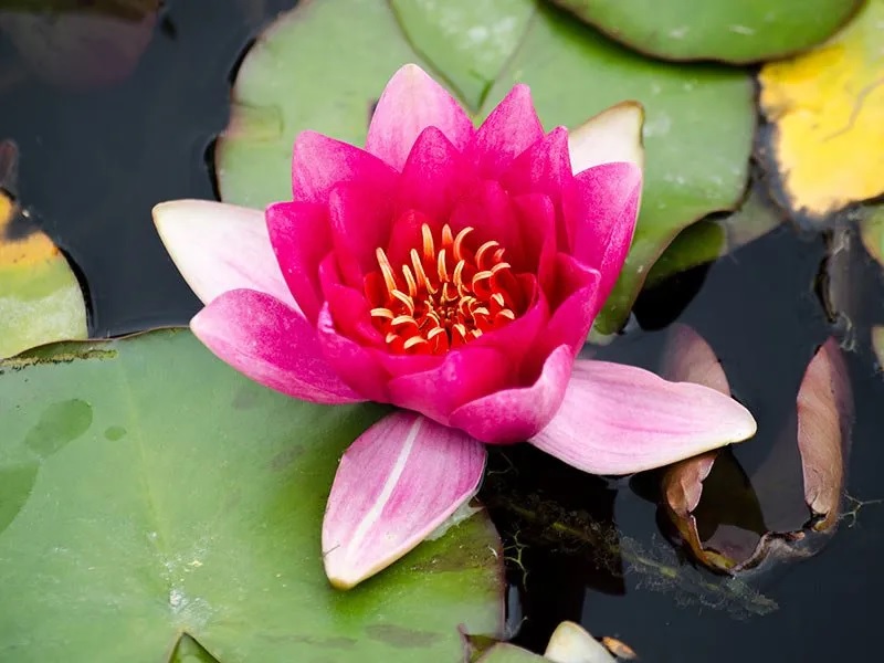 Hardy Water Lily, Waterlily Laydekeri Rosea Prolifera
