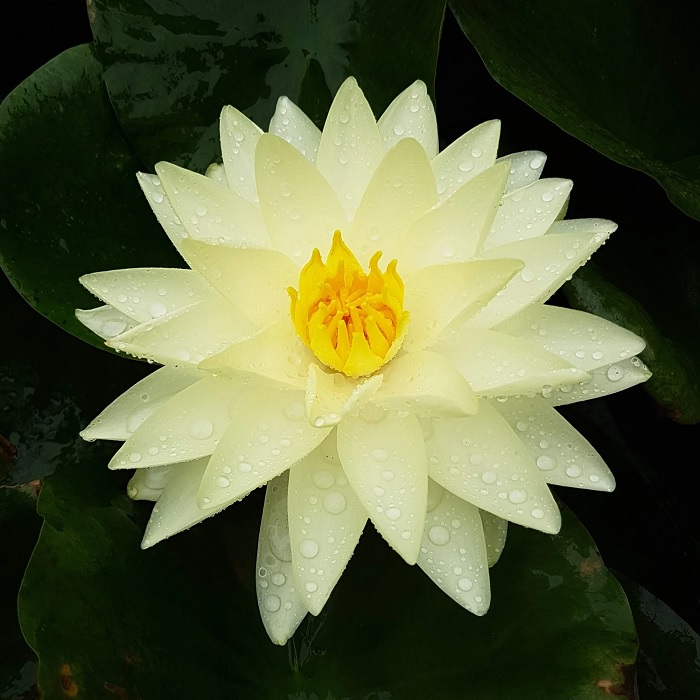 Hardy Water Lily, Waterlily Lemon Chiffon