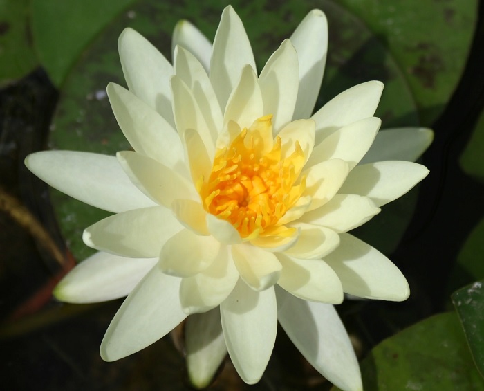 Hardy Water Lily, Waterlily Lemon Mist