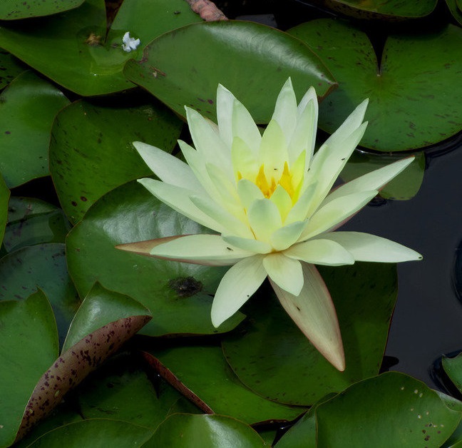 Hardy Water Lily, Waterlily Lemon Scent