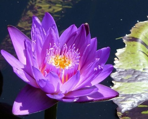 Tropical Day-Blooming Water Lily, Waterlily Leopardess