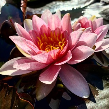 Hardy Water Lily, Waterlily Leviathan