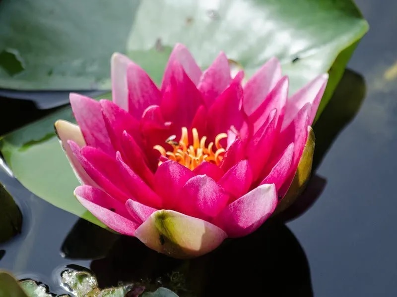 Hardy Water Lily, Waterlily Liou