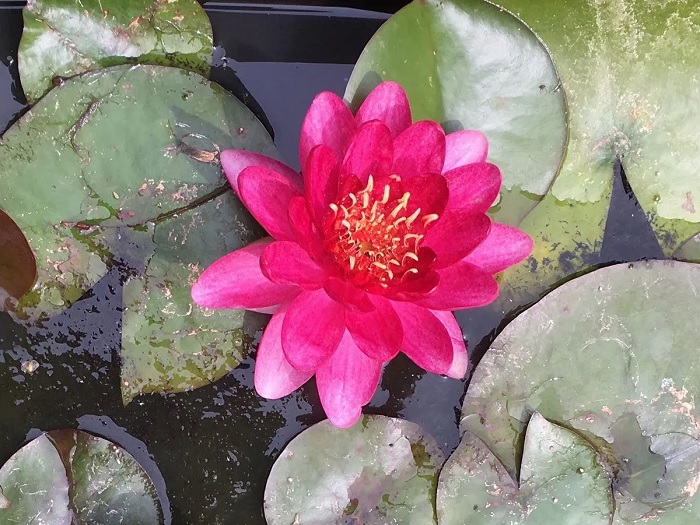 Hardy Water Lily, Waterlily Little Champion