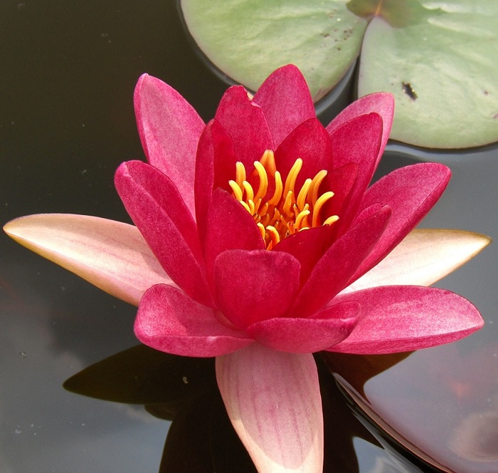 Hardy Water Lily, Waterlily Louise