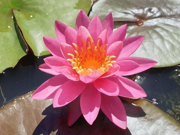 Hardy Water Lily, Waterlily Louise Vellemarette