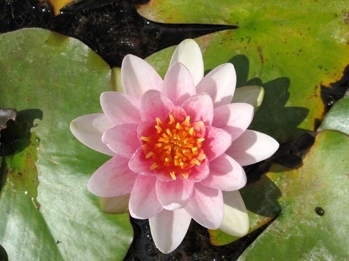 Hardy Water Lily, Waterlily Lusitania