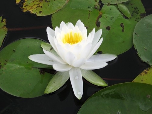 Hardy Water Lily, Waterlily M. Evelyn Stetson