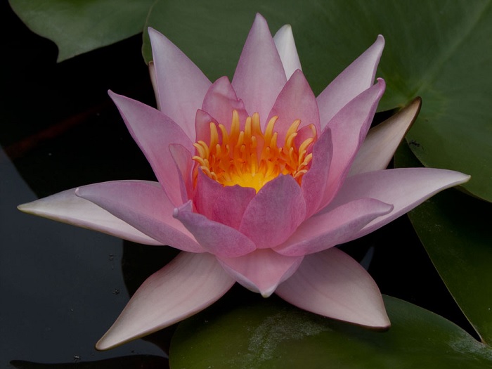 Hardy Water Lily, Waterlily Margurite Laplace