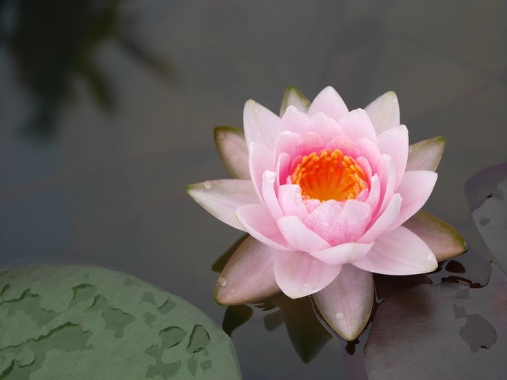 Hardy Water Lily, Waterlily Mary