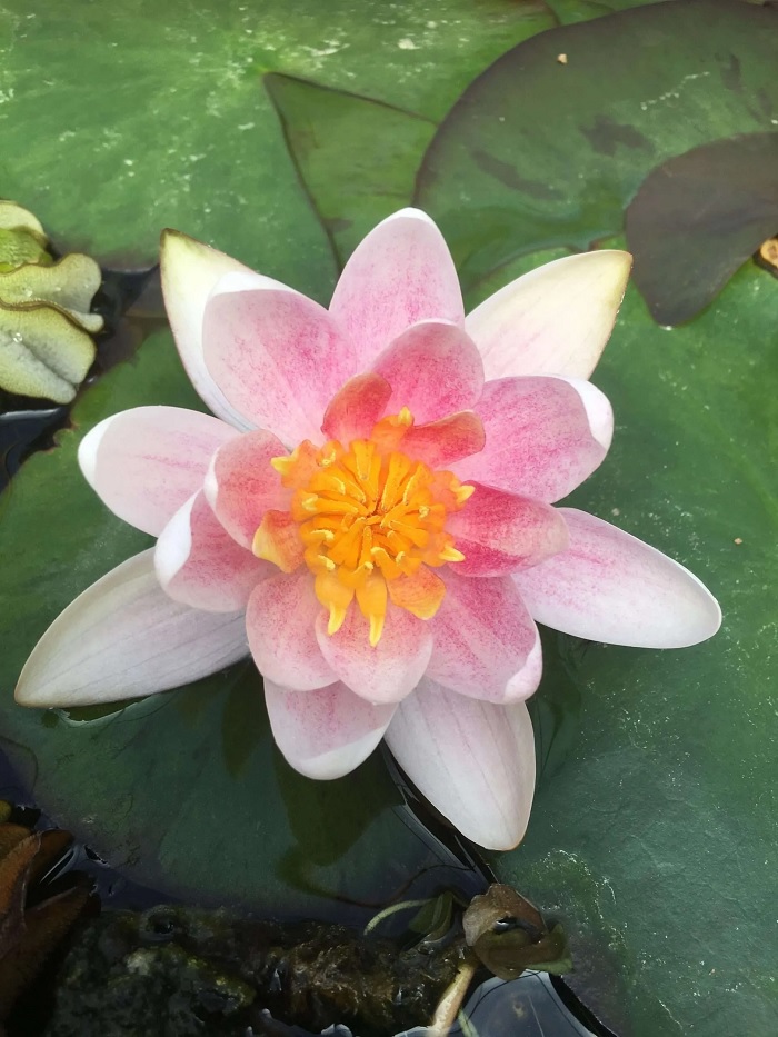 Hardy Water Lily, Waterlily Mary Patricia