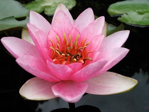 Hardy Water Lily, Waterlily Maurice Laydeker