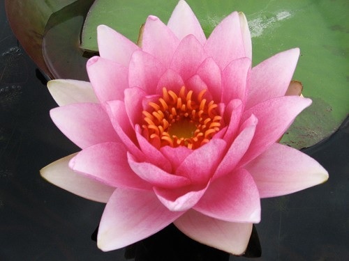 Hardy Water Lily, Waterlily Mme Julien Chifflot