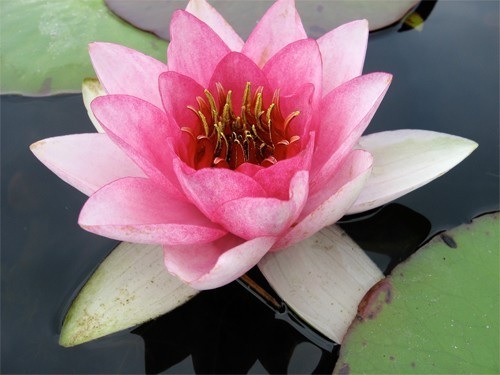 Hardy Water Lily, Waterlily Mme Maurice Laydeker