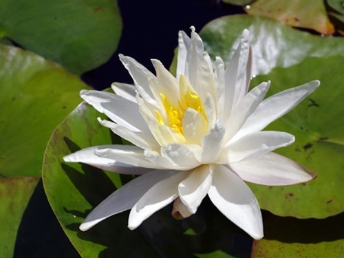 Nymphaea, Hardy Water Lily, Waterlily Moon Dance