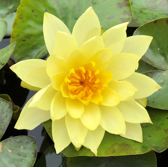 Hardy Water Lily, Waterlily Moorei