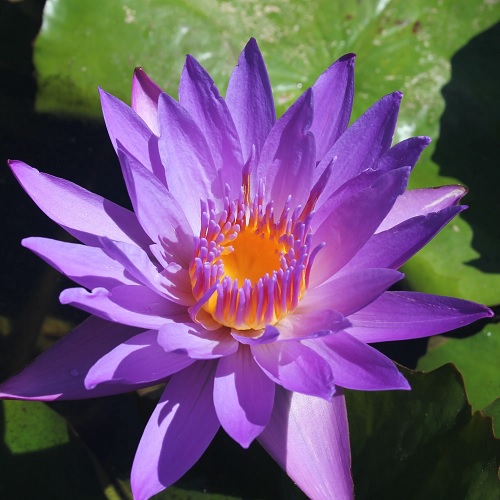 Hardy Water Lily, Waterlily Mr Martin E. Randig