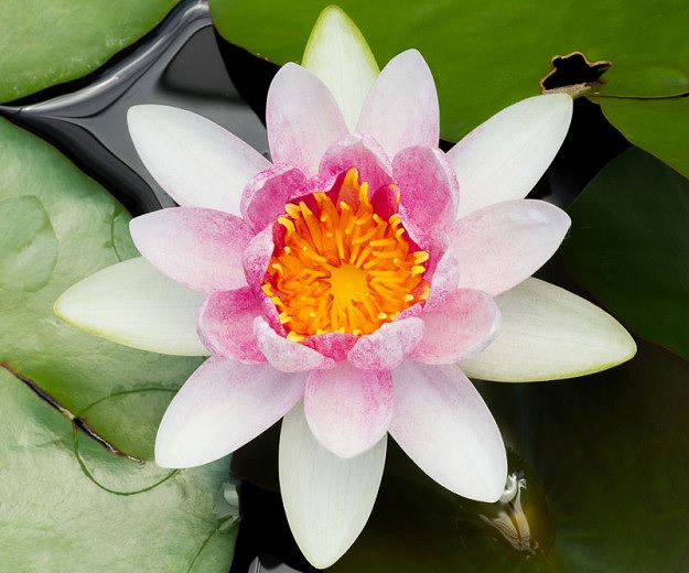 Hardy Water Lily, Waterlily Mrs Richmond