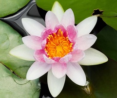 Hardy Water Lily, Waterlily 'Mrs Richmond'