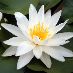 Hardy Water Lily, Waterlily 'Mt. Shasta'