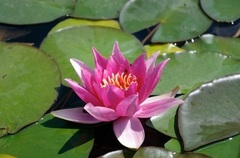 Hardy Water Lily, Waterlily 'Murillo'