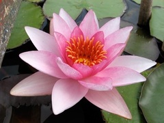 Hardy Water Lily, Waterlily 'Neptune'