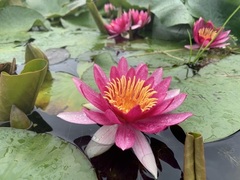Hardy Water Lily, Waterlily 'Newton'