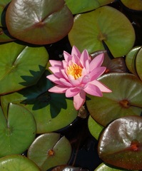 Hardy Water Lily, Waterlily 'Nigel'