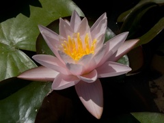 Hardy Water Lily, Waterlily 'Nobilissima'