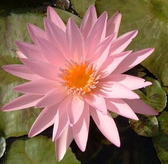 Hardy Water Lily, Waterlily 'Noelene'