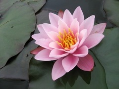 Hardy Water Lily, Waterlily 'Norma Gedye'