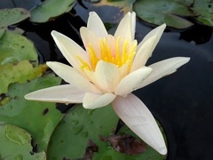 Hardy Water Lily, Waterlily 'Pam Bennett'