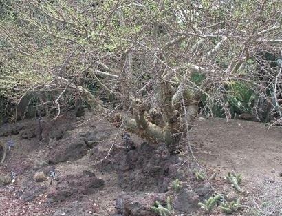 Elephant Tree