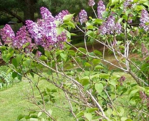 Syringa, Canadian Lilac, Hybrid Lilac, Early Flowering Lilac Assissippi
