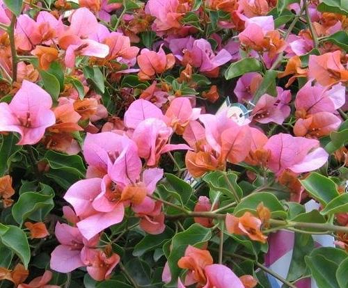 Bougainvillea Rosenka