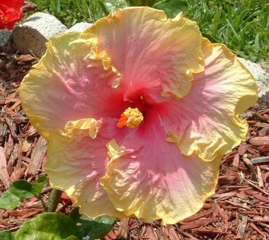 Tropical Hibiscus Tarantella