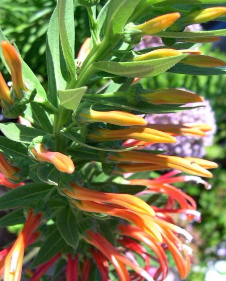 Lobelia Species, Chilean Lobelia