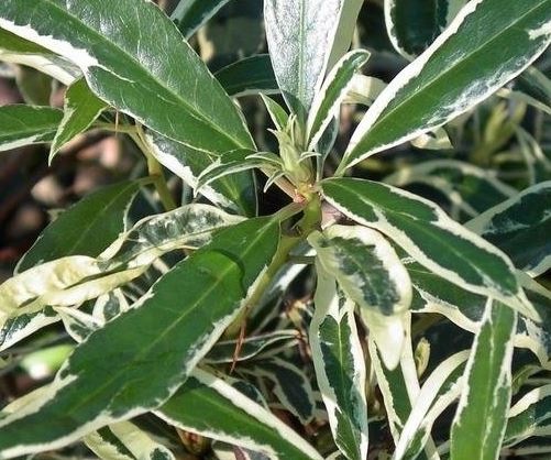 Rhododendron Variegatum
