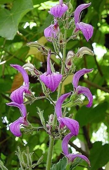 Tropical Giant Salvia
