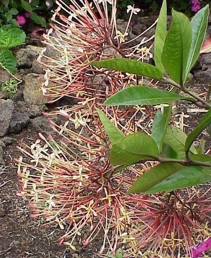 Ixora Species, Fragrant Ixora
