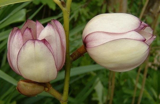 Magnolia Hybrid, Banana Shrub Jack Fogg