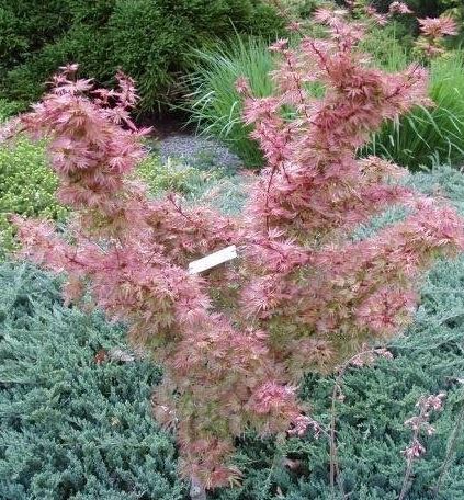 Japanese Maple Abigail Rose