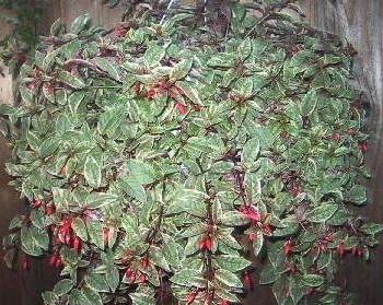 Fuchsia, Variegated Fuchsia Tom West