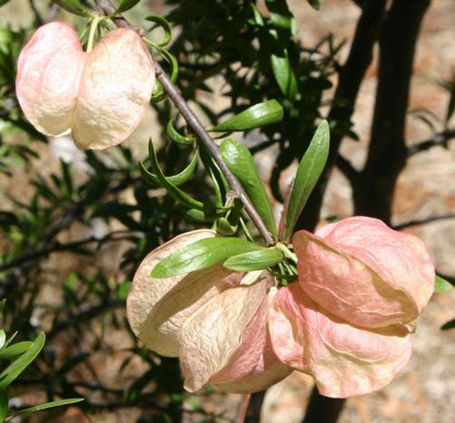 Nymania Species, Chinese Lanterns, Chinese Lantern Tree, Little Karoo