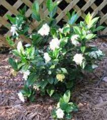 Gardenia, Cape Jasmine, Gandharaj Mystery