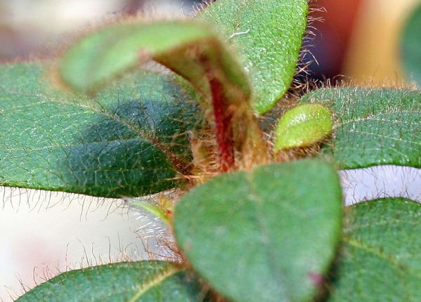 Rhododendron Species