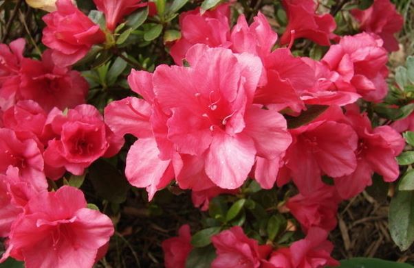 Rhododendron, Azalea Hersheys Red