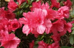 Rhododendron, Azalea 'Hershey's Red'