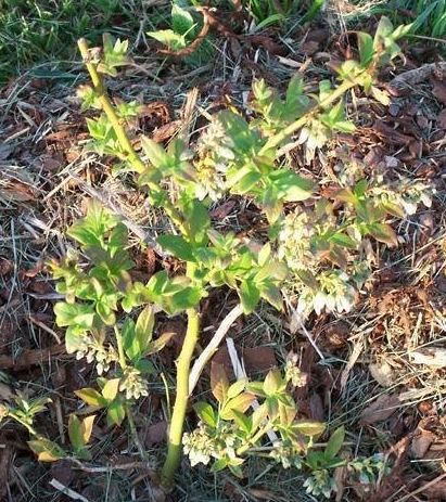 Vaccinium, Highbush Blueberry Bluecrop