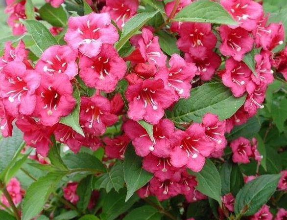 Weigela Bristol Ruby